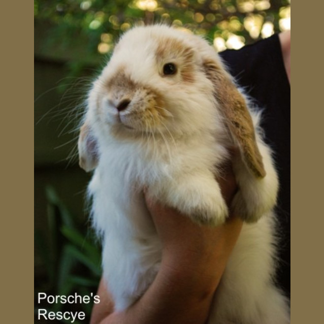 Photo of Harry   Desexed And Vaccinated