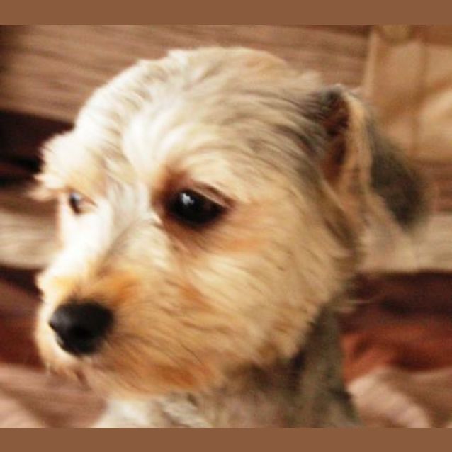 Photo of Voltan