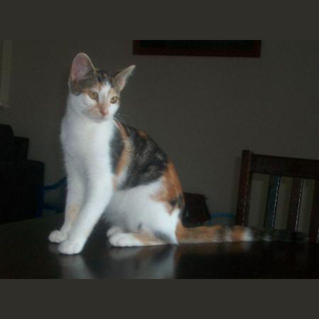 Photo of Bella