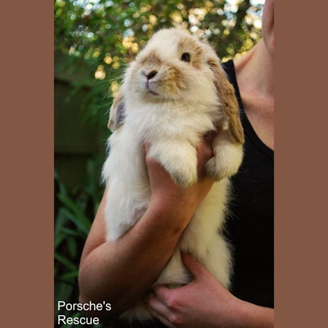 Photo of Harry   Desexed And Vaccinated