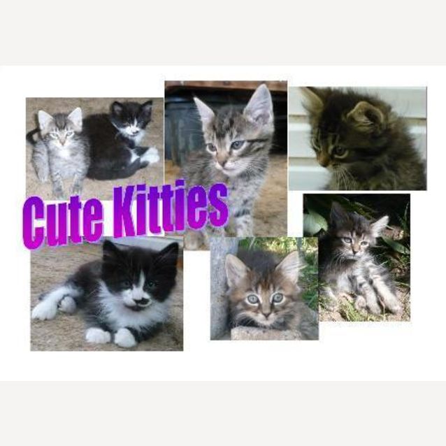 Photo of Cute Kittens