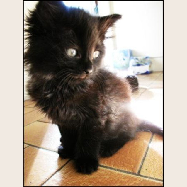Photo of Pixie