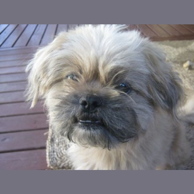 Photo of Muffy
