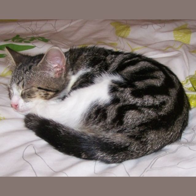 Photo of Target Adoption Pending