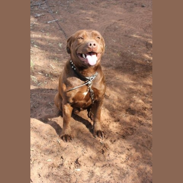 Photo of Chico