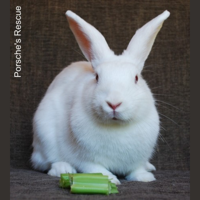Photo of Bobo  Vaccinated And Desexed