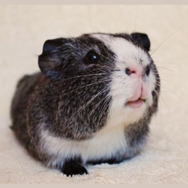 Photo of Pino