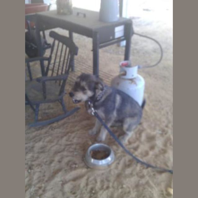 Photo of Scruffy Foster/Adopt