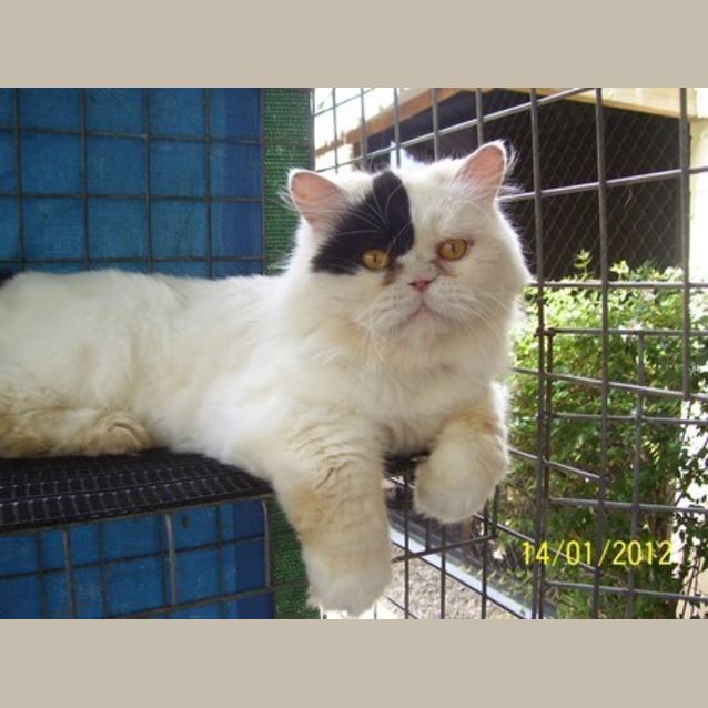 Photo of Milkshake