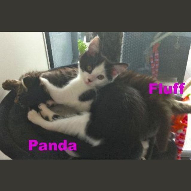 Photo of Panda