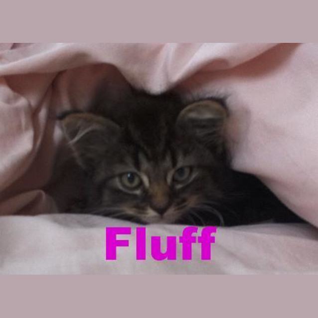Photo of Fluff