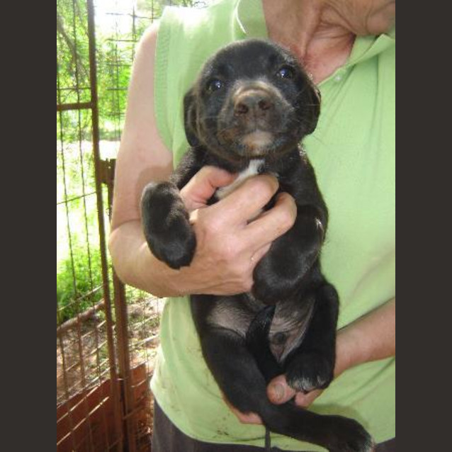 Photo of Adoption Pending   Jake