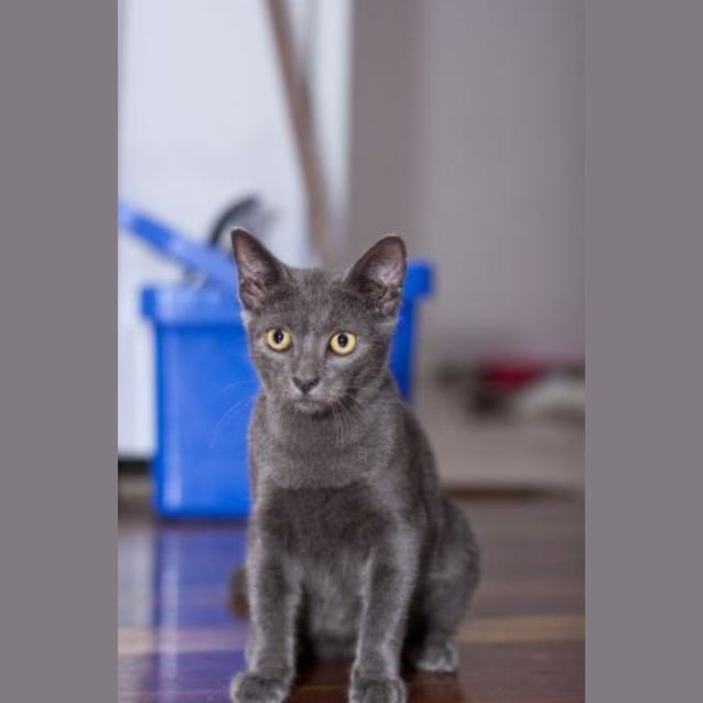 Photo of Dusty