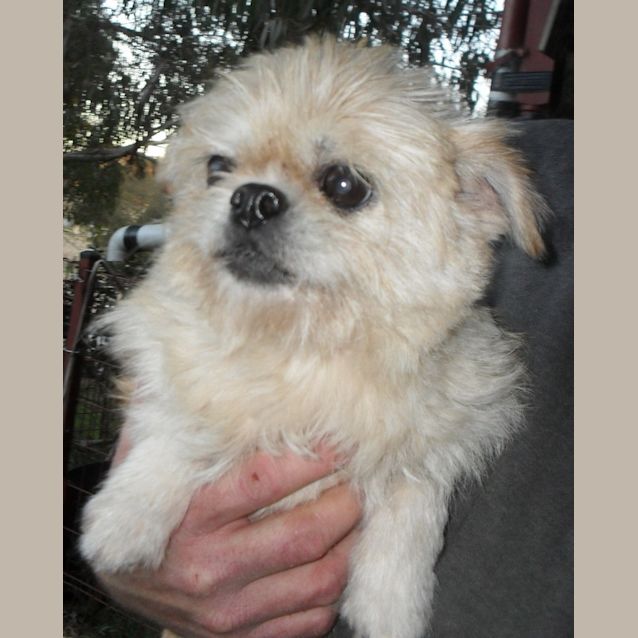 Photo of Ming Aka Pocket Rocket