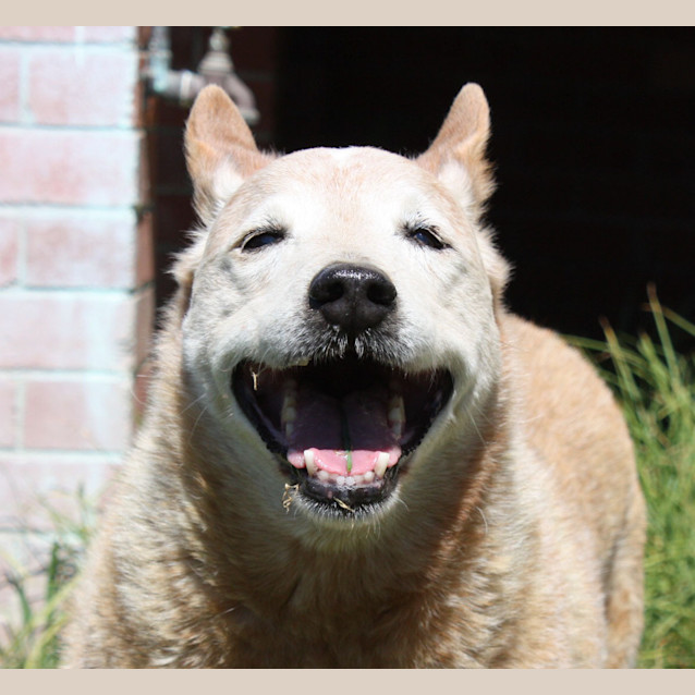 Photo of Dozer2