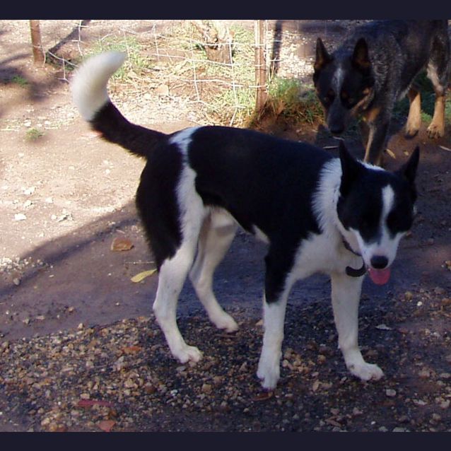 Photo of Bolt   Adopting Pending