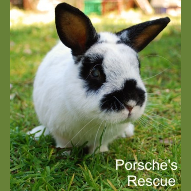 Photo of Jazz   Desexed And Vaccinated   Blind