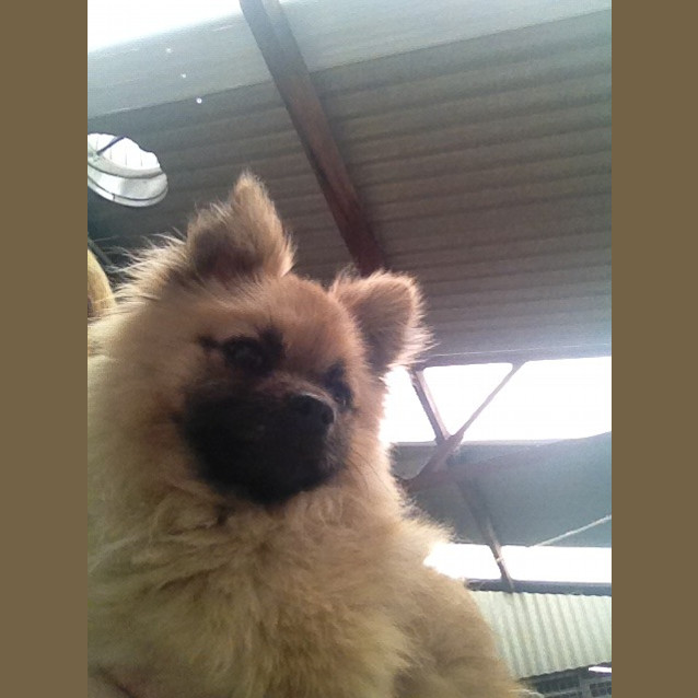 Photo of Nitro