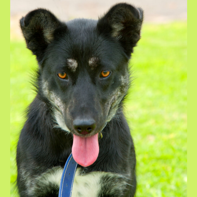 Photo of Shadow Id8929