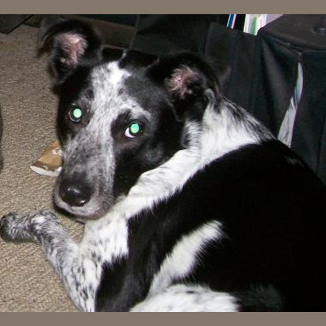 Photo of Clancy