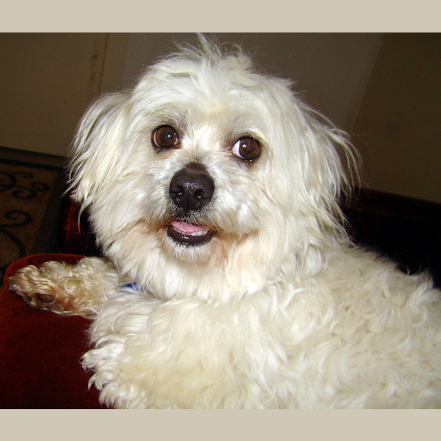 Photo of Snow  (On Trial)