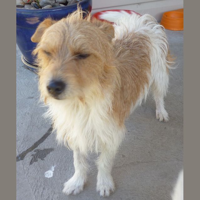 Photo of Fitz (On Trial 18/12/12)