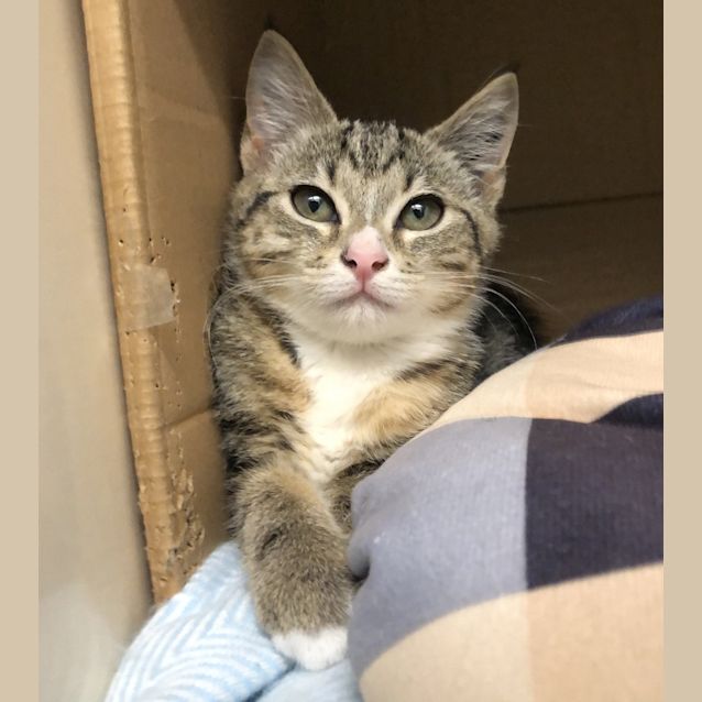Photo of Biscuit