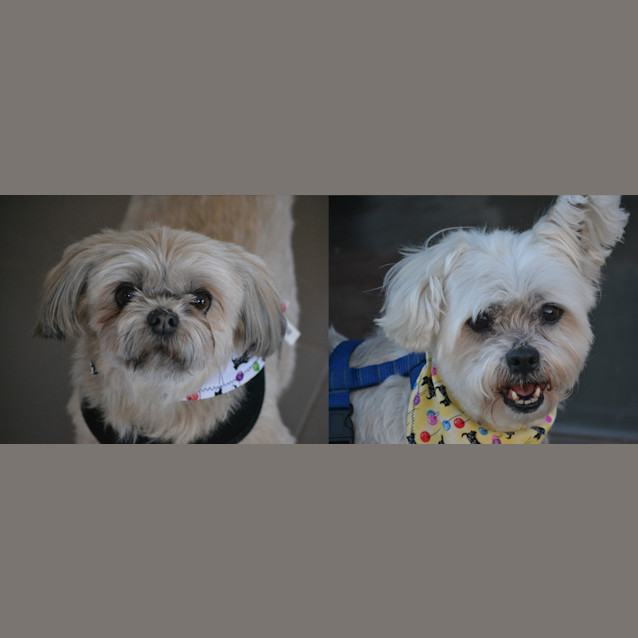 Photo of Bella And Toby *On Trial In Their New Home*
