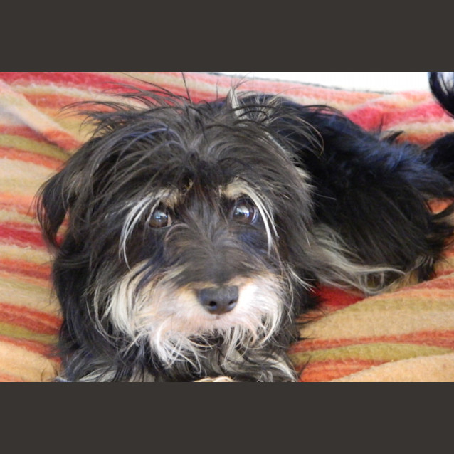 Photo of Pippa *On Trial In Her New Home*