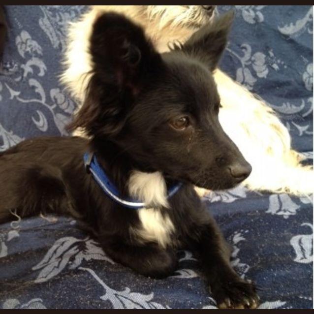 Photo of Dinky