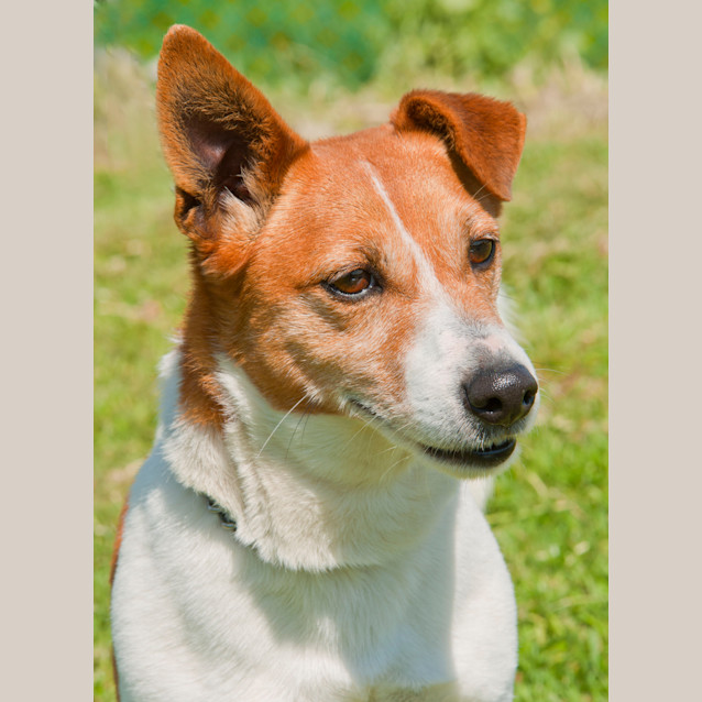 Photo of Jay Jay Id8996