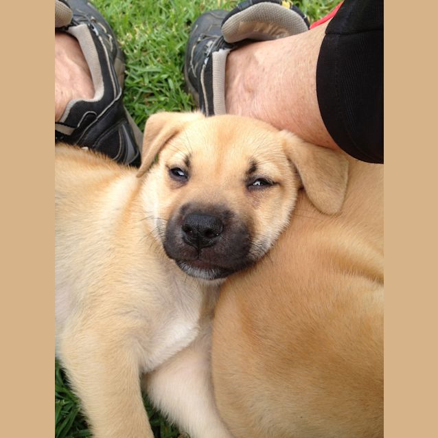 Photo of Tessa (On Trial With Her New Owners)