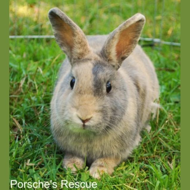 Photo of Bugs And Calico