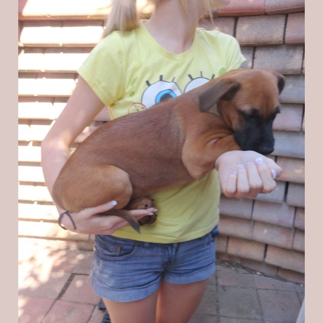 Photo of Simba (On Trial 10/10/12)