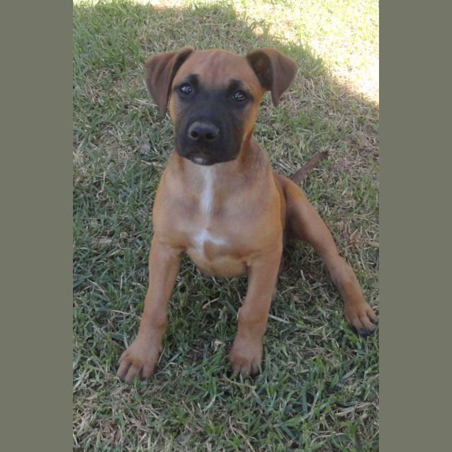 Photo of Simba (On Trial 10/10/12)