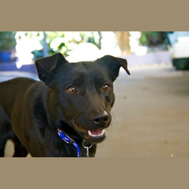 Photo of Sirius (Adoption Pending)