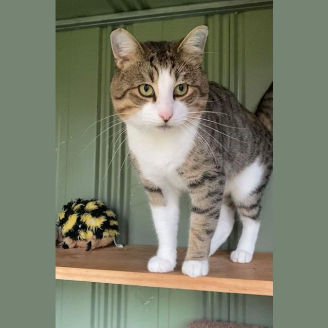 Photo of Tarzan