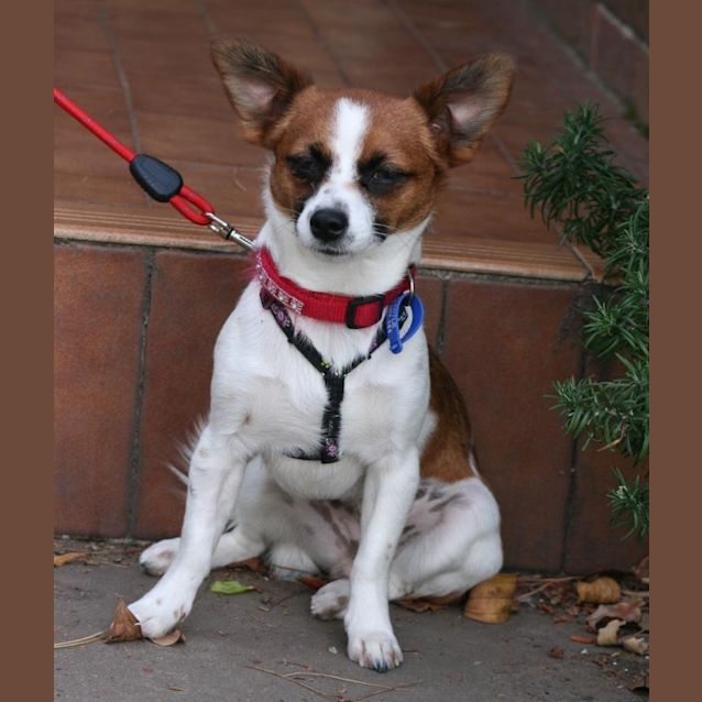 Photo of Georgie Girl (On Trial 14/10/12)