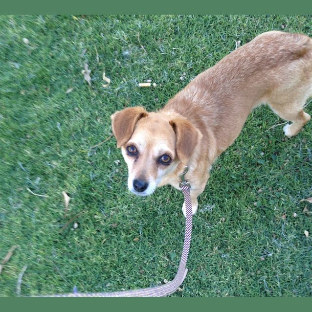 Photo of Rose On Adoption Trial