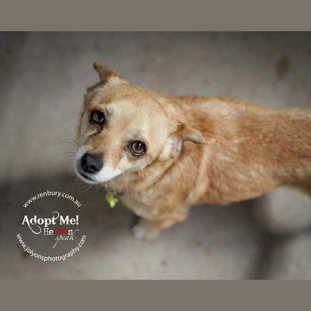 Photo of Rose On Adoption Trial