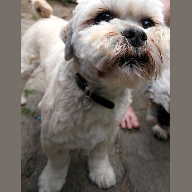 Photo of Wookie (On Trial 12/10/12)