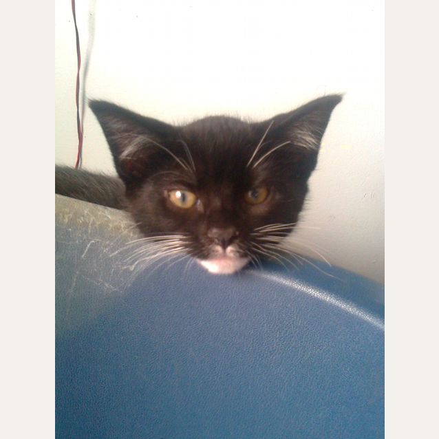 Photo of Dot