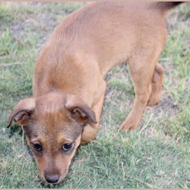 Photo of Daisy(nd053)