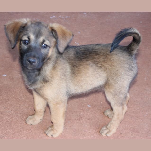 Photo of Beau(nd054)