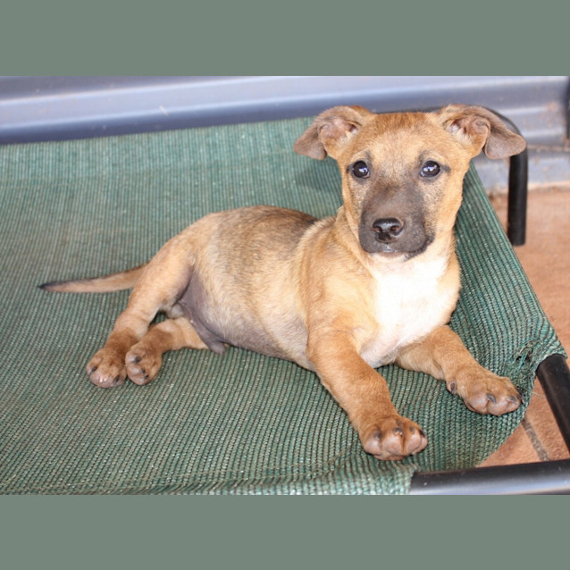 Photo of Cookie( Nd055)