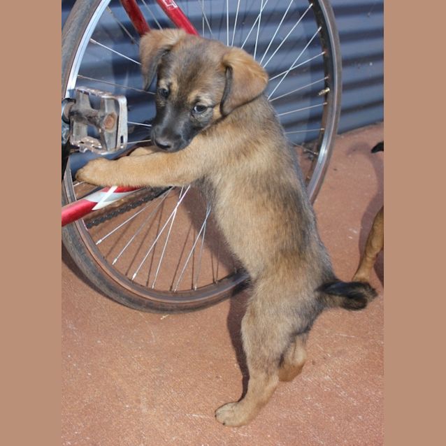 Photo of Beau(nd054)