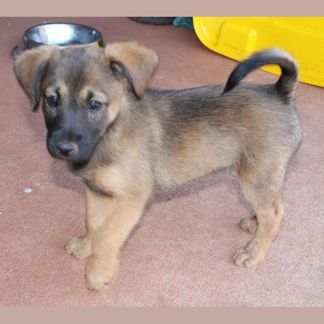 Photo of Beau(nd054)