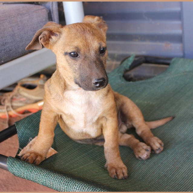 Photo of Cookie( Nd055)