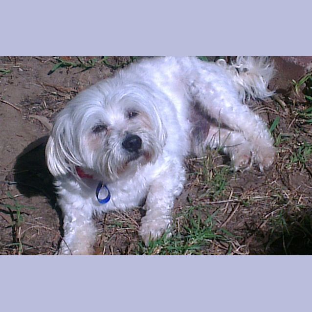 Photo of Max (On Trial 8/10/12)