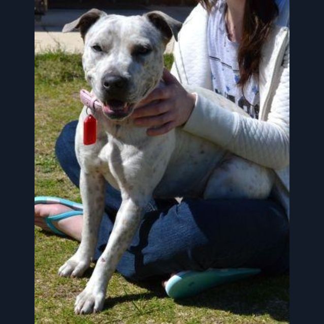 Photo of Indi   Easy Going Sweetie Pie 